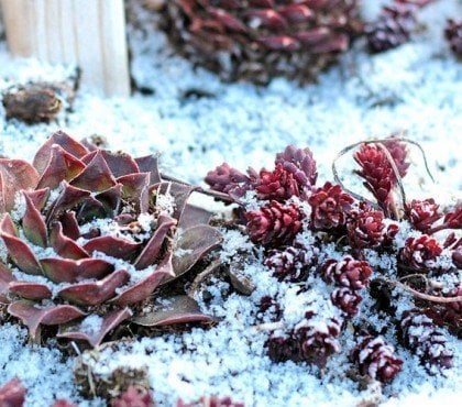 que faire des plantes grasses en extérieur l'hiver conseils astuces succulentes resistant au gel