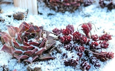 que faire des plantes grasses en extérieur l'hiver conseils astuces succulentes resistant au gel