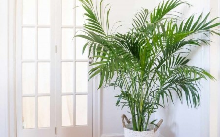 quel palmier pour l’intérieur goût tropiques considérer besoins lumière nourriture taille