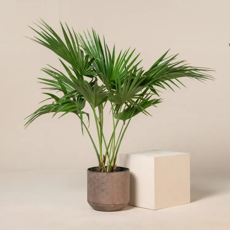 quel palmier pour l’intérieur livistona chinensis frondes plumeuses classiques croissance lente