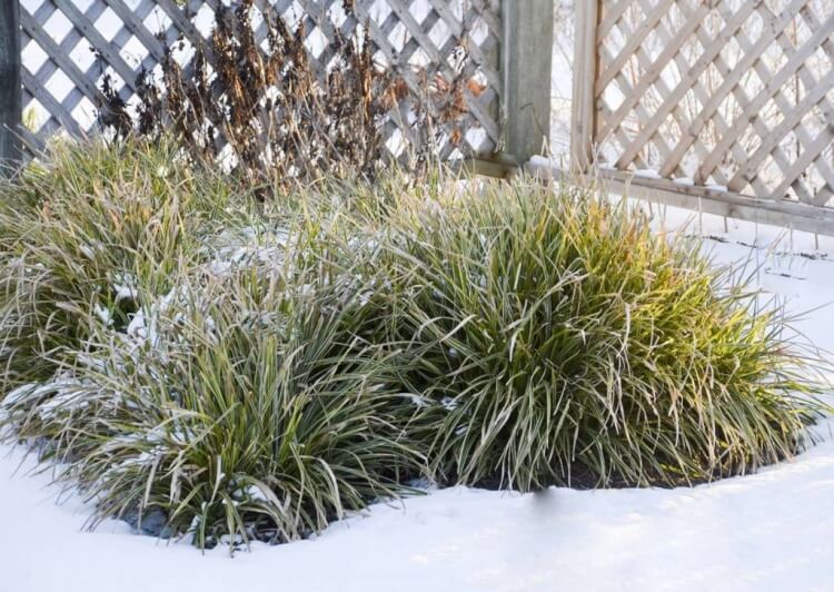 quelle plante retombante extérieur en hiver carex