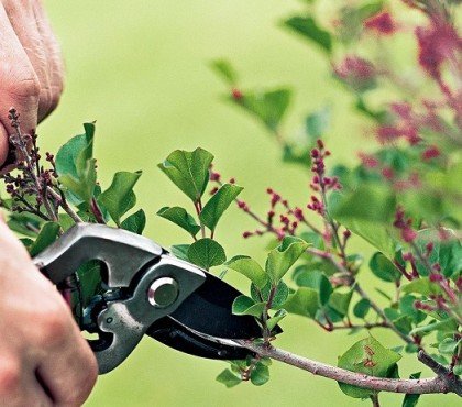 plantes du jardin à ne pas tailler