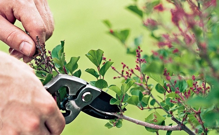 plantes du jardin à ne pas tailler