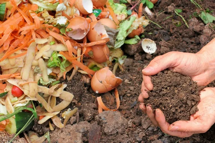 quels légumes ne pas mettre au compost denrées alimentaires à éviter de mettre dans le compost