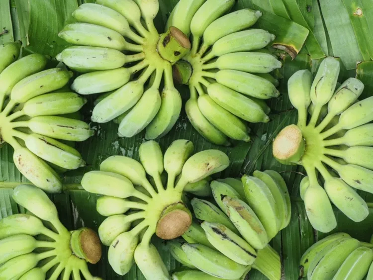 recettes banane plantain équivalent moins sucré féculent fruit exotique