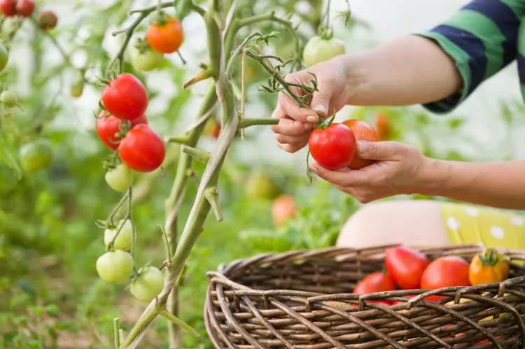 récoltez les tomates avant les gelées 2022
