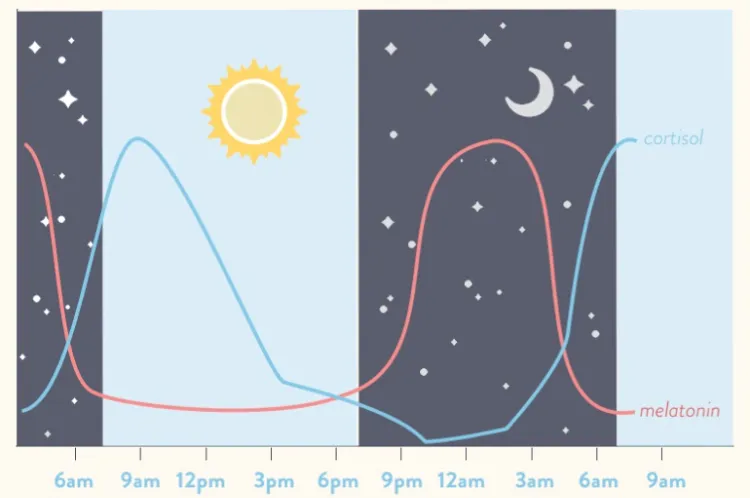 réguler rythme circadien comment dormir mieux améliorer sommeil maigrir