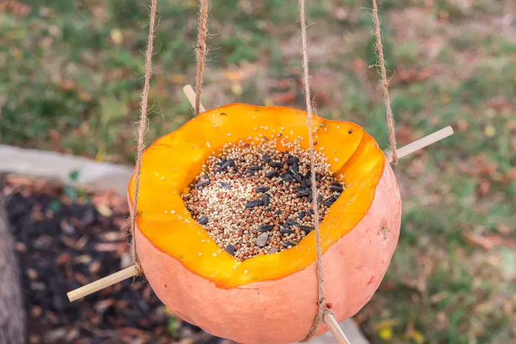réutiliser restes citrouille après Halloween mangeoire oiseaux zero gaspillage alimentaire déchet