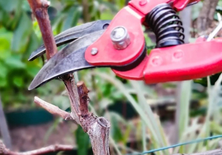 tailler la vigne quand