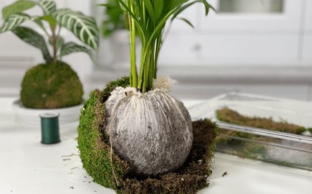 utilisation de la sphaigne kokedama