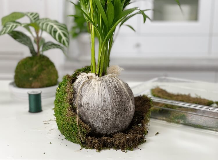 utilisation de la sphaigne kokedama