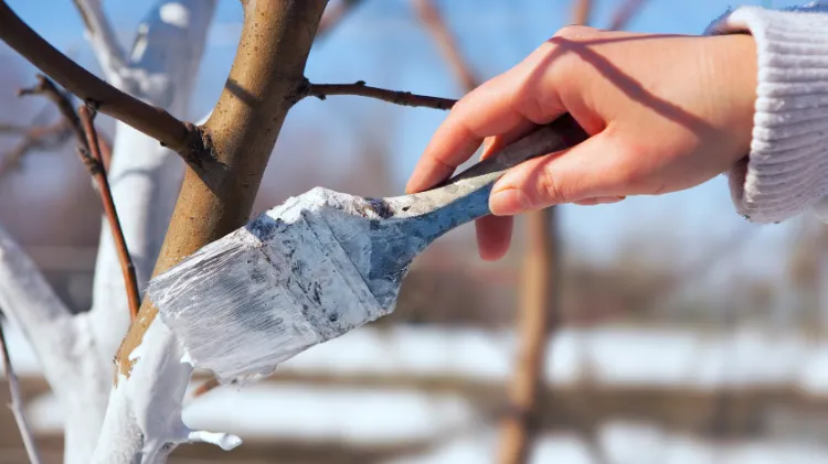 Chauler les arbres fruitiers en hiver traitement efficace qui protège les arbres du froid