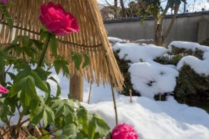 Comment entretenir les pivoines l hiver