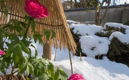 Comment entretenir les pivoines l hiver