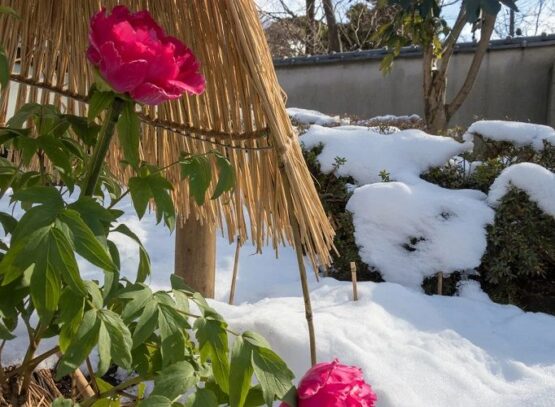 Comment entretenir les pivoines l hiver