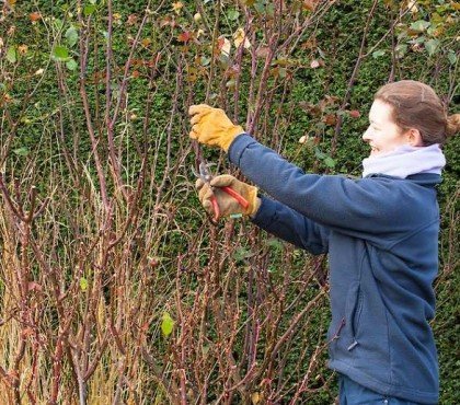 Comment préparer son rosier pour l hiver