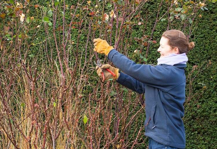 Comment préparer son rosier pour l hiver