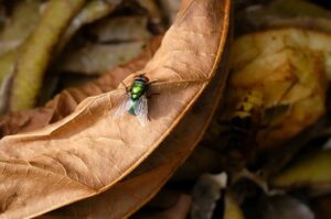 Insectes bénéfiques et non bénéfiques dans le compost