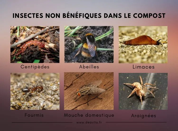 Insectes bénéfiques et non bénéfiques dans le compost
