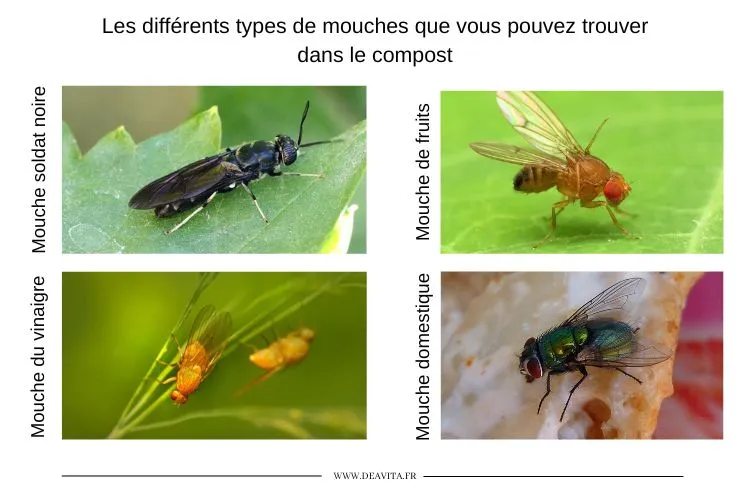 Les différents types de mouches que vous pouvez trouver dans le compost