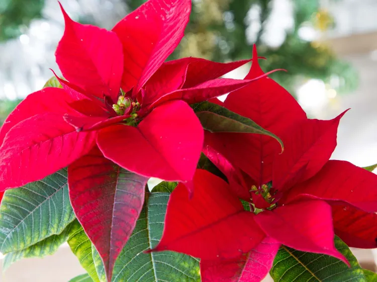 Poinsettia arrosage pour stress 2022