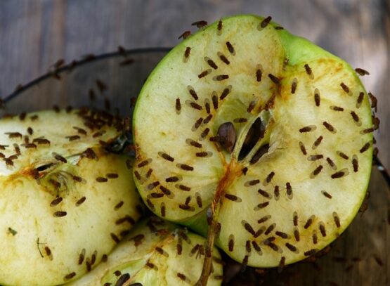 Pourquoi y A-t-il des mouches dans mon compost