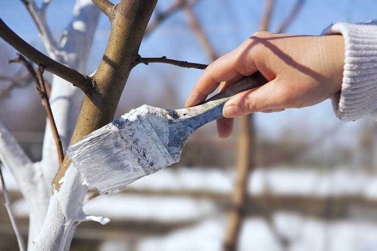 Quand appliquer la chaux arboricole