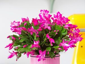 Quel engrais naturel pour cactus de Noël choisir