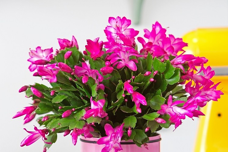 Quel engrais naturel pour cactus de Noël choisir