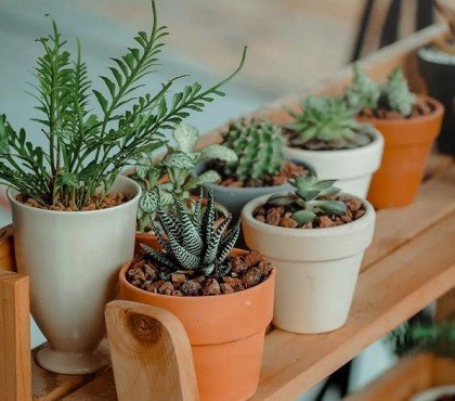 Quelle plante absorbe l humidité dans une salle de bain