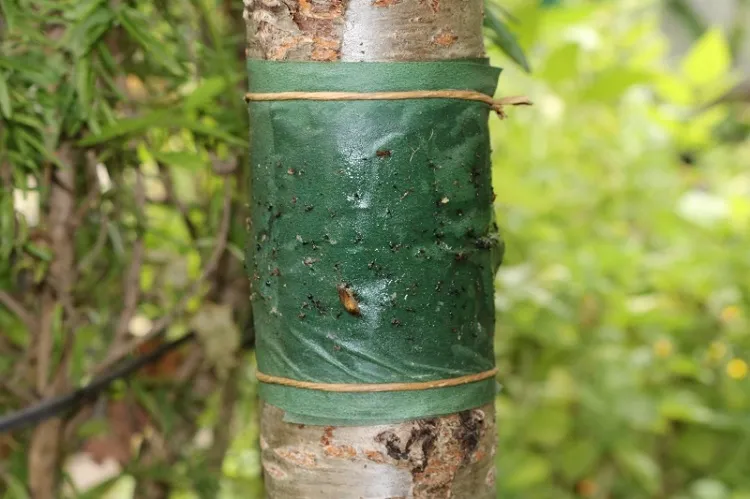 Traitement des arbres fruitiers contre les insectes