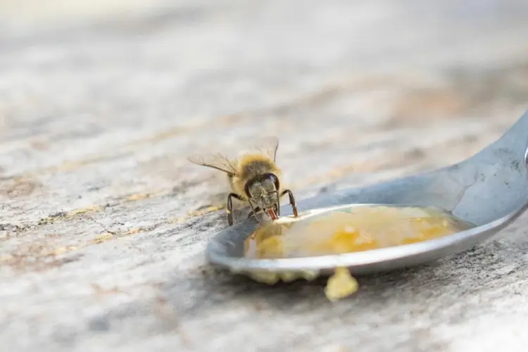 abeilles aide pendant hiver miel sucre jardin