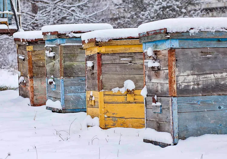 abeilles hiver pourquoi disparaissent aider survivre pendant hiver