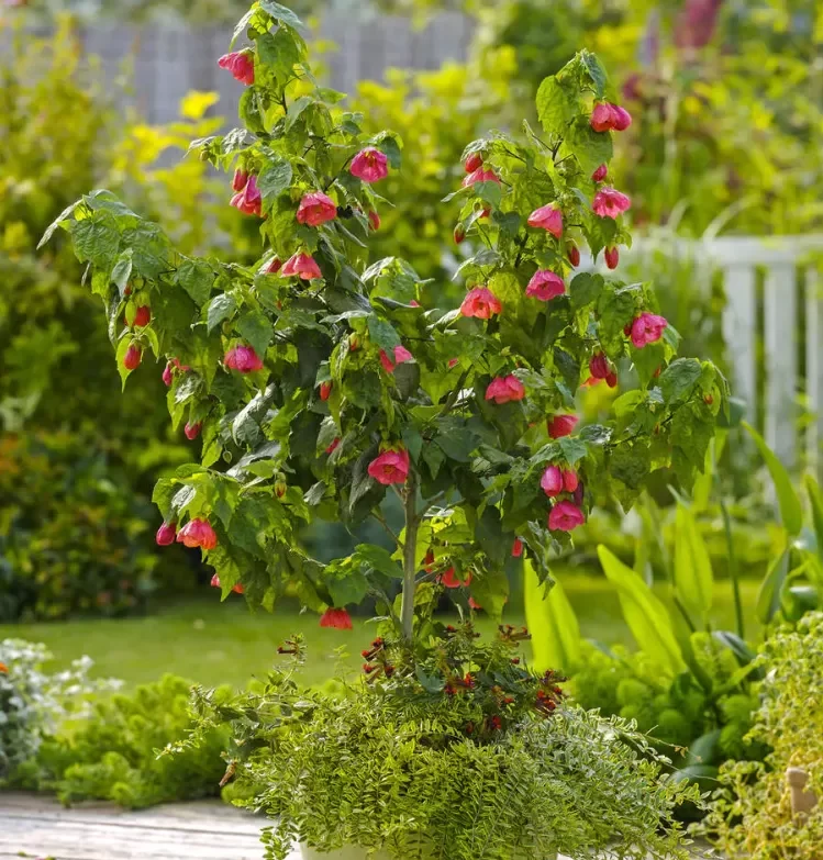 abutilon petit arbuste décoratif 2022