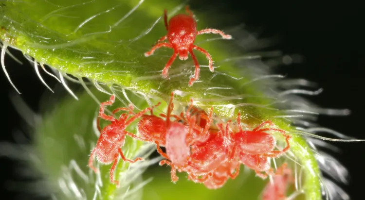araignées rouges sur plantes 2022 