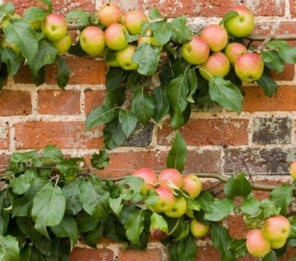 arbres fruitiers qui poussent le plus vite espalier planter contre mur avantages