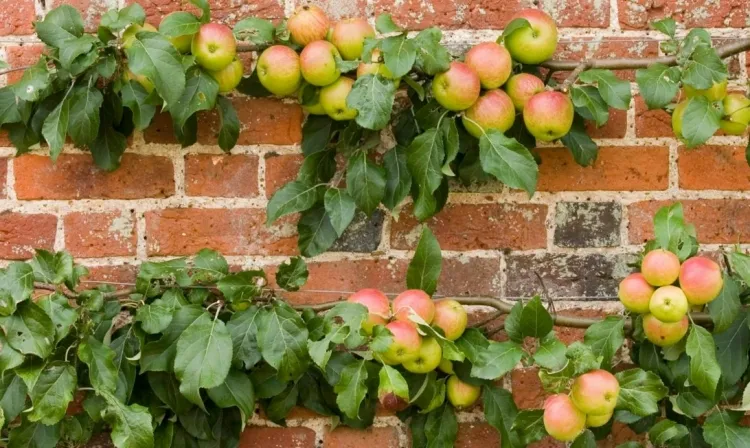 arbres fruitiers qui poussent le plus vite espalier planter contre mur avantages