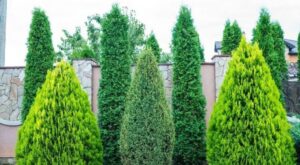 arbres pour haie sans entretien