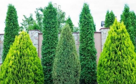 arbres pour haie sans entretien