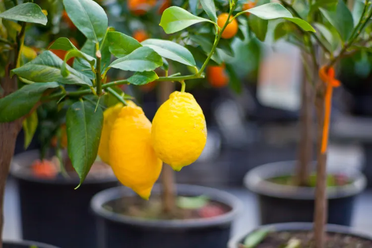 arrosage citronnier 4 saisons