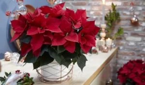 arrosage du poinsettia en pot méthodes différentes trucs et astuces étoile de noel