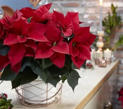 arrosage du poinsettia en pot méthodes différentes trucs et astuces étoile de noel