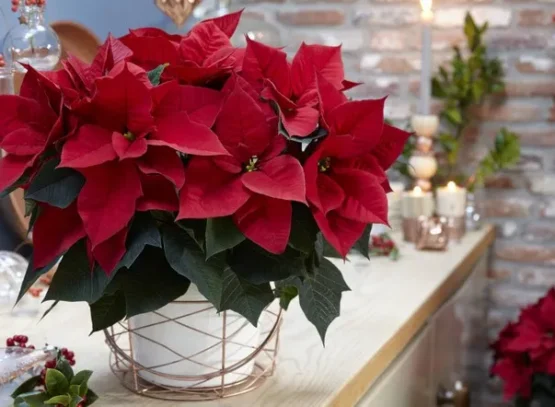 arrosage du poinsettia en pot méthodes différentes trucs et astuces étoile de noel
