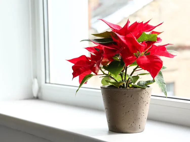 arrosage poinsettia,pour éviter le stress 2022