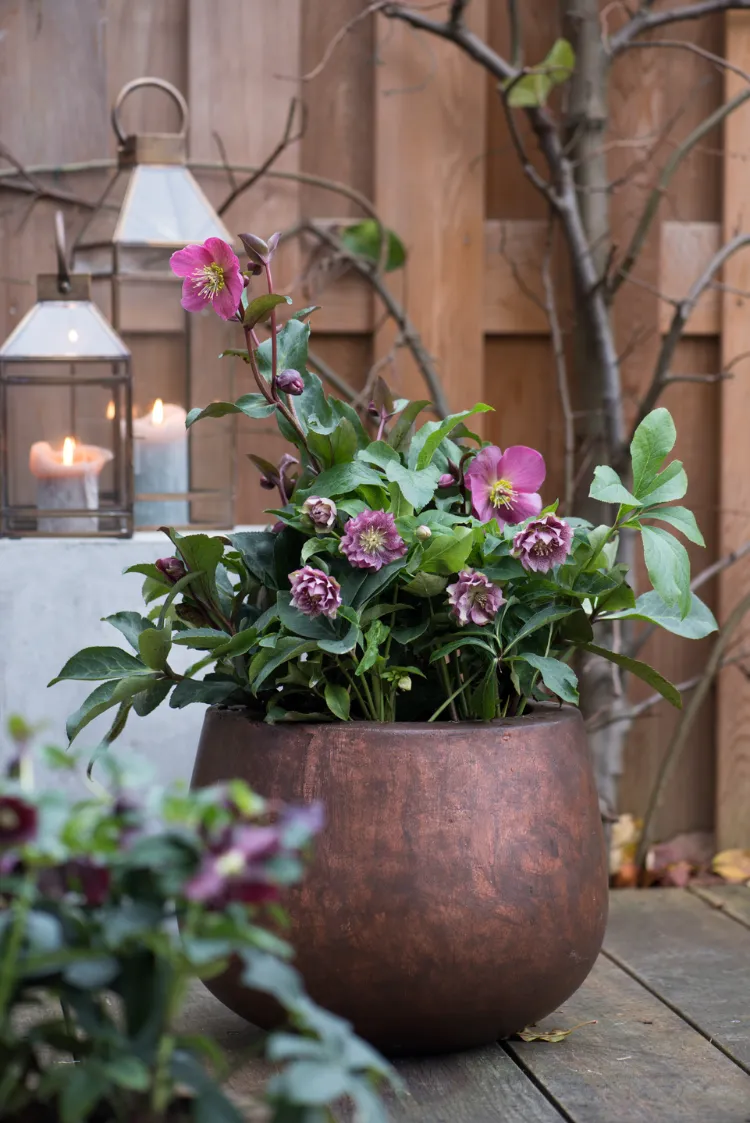 arrosage rose de noël en pot entretien intérieur hellébore fêtes fin d'année 2022