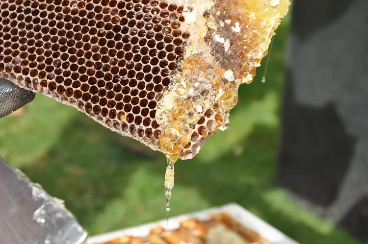 avec quoi les abeilles font leur nid le miel le cire une ruche en hiver