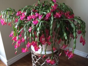 bouturer un cactus de Noël obtenir bouture attendre plaie cicatriser utiliser terreau spécial
