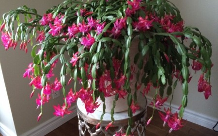 bouturer un cactus de Noël obtenir bouture attendre plaie cicatriser utiliser terreau spécial