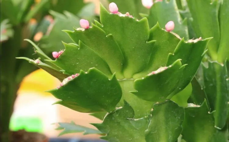 cactus de Noël entretien succulent famille cactées bonne santé fleurir