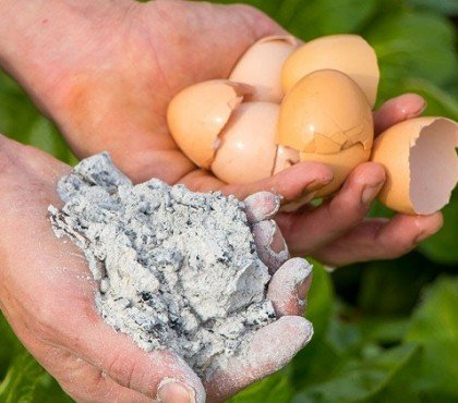 cendre de cheminée dans le composteur